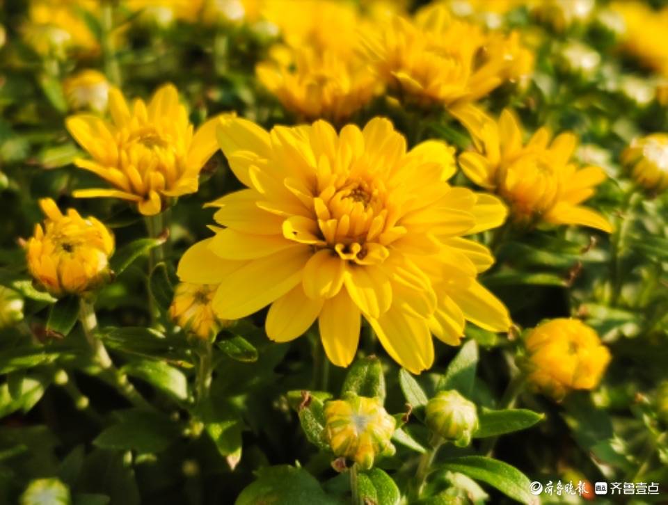 千头菊花开秋日美景来