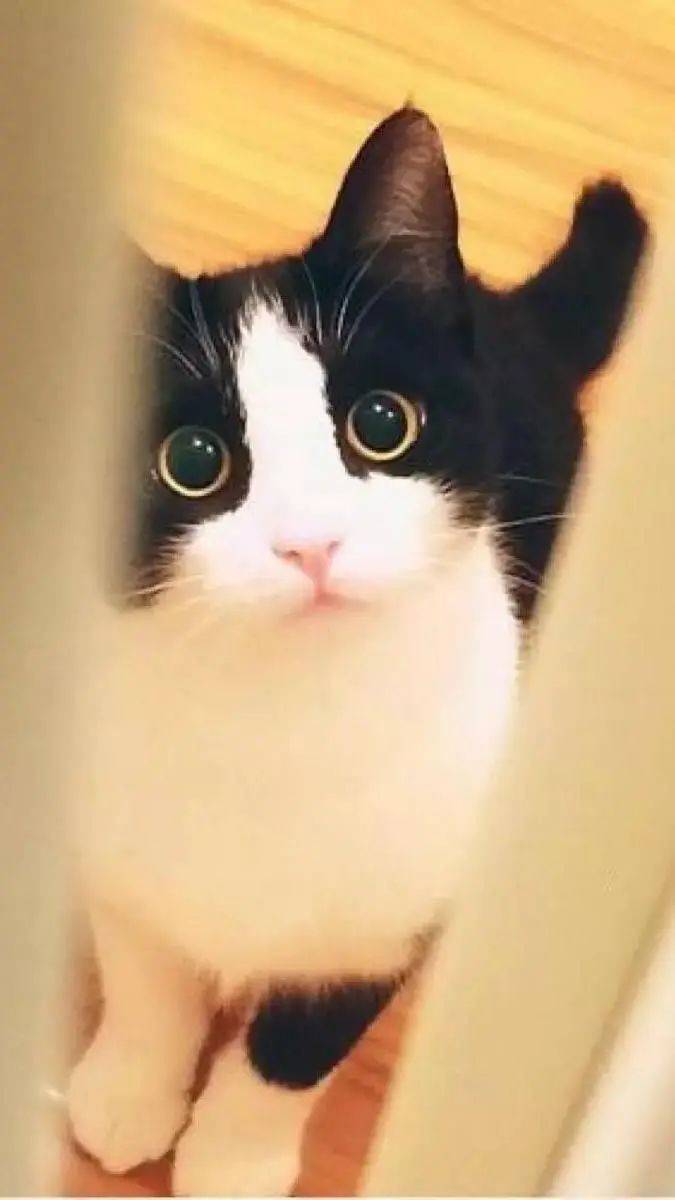 奶牛猫为什么被称为“神经猫”,猫中二哈不是空穴来风!_驱虫_救助_动物