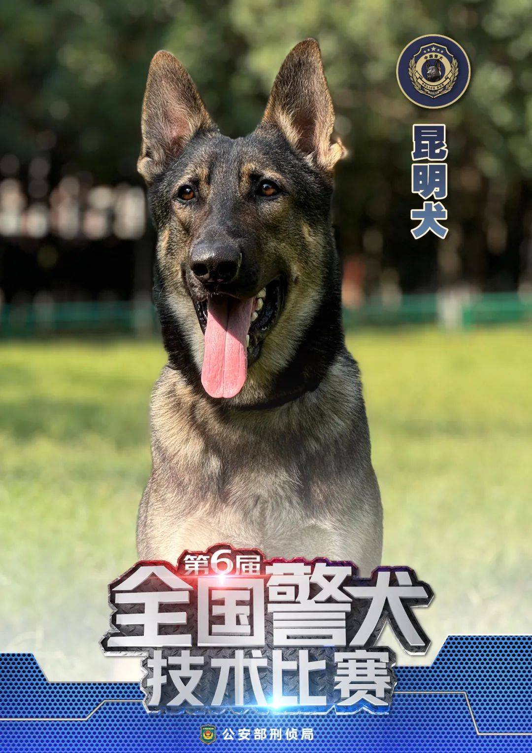 中国十大警犬犬种