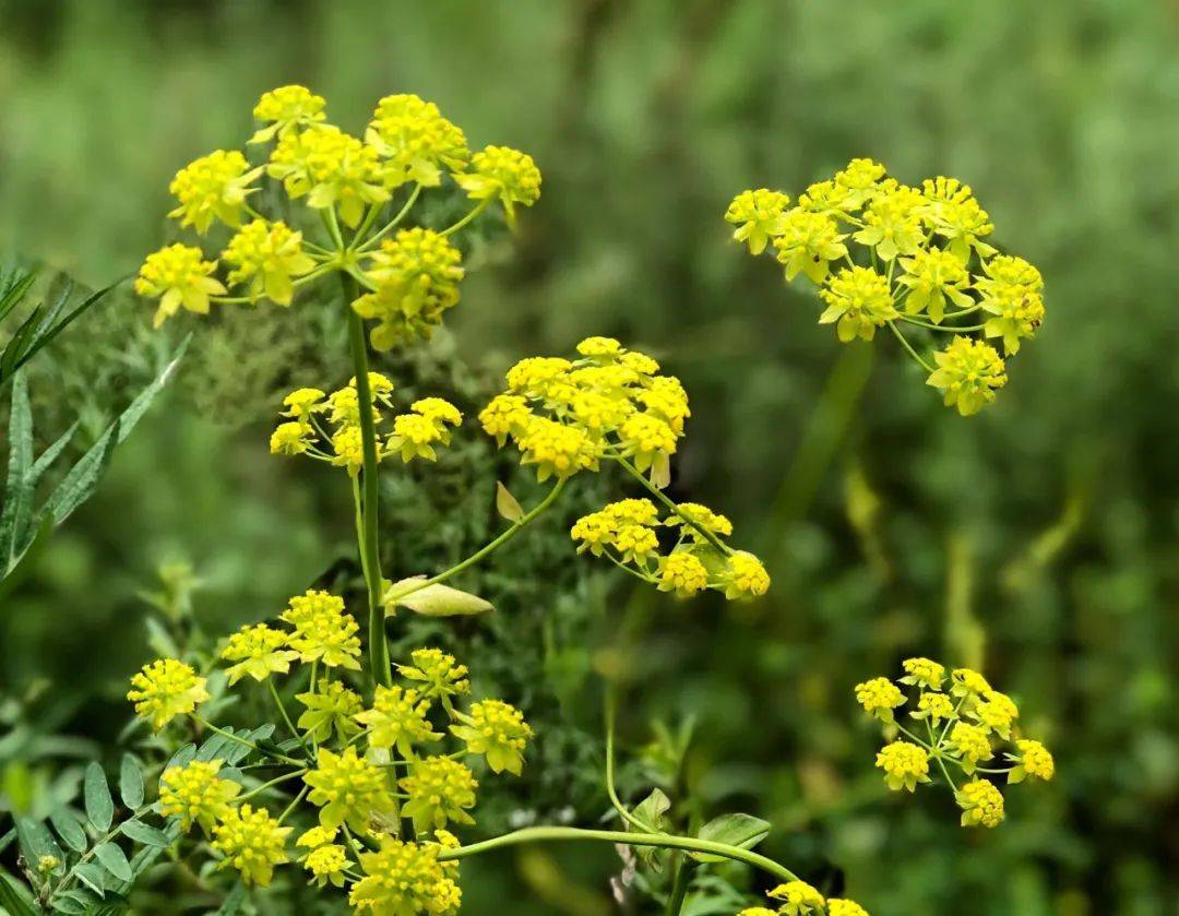 中医话中药之"柴胡"