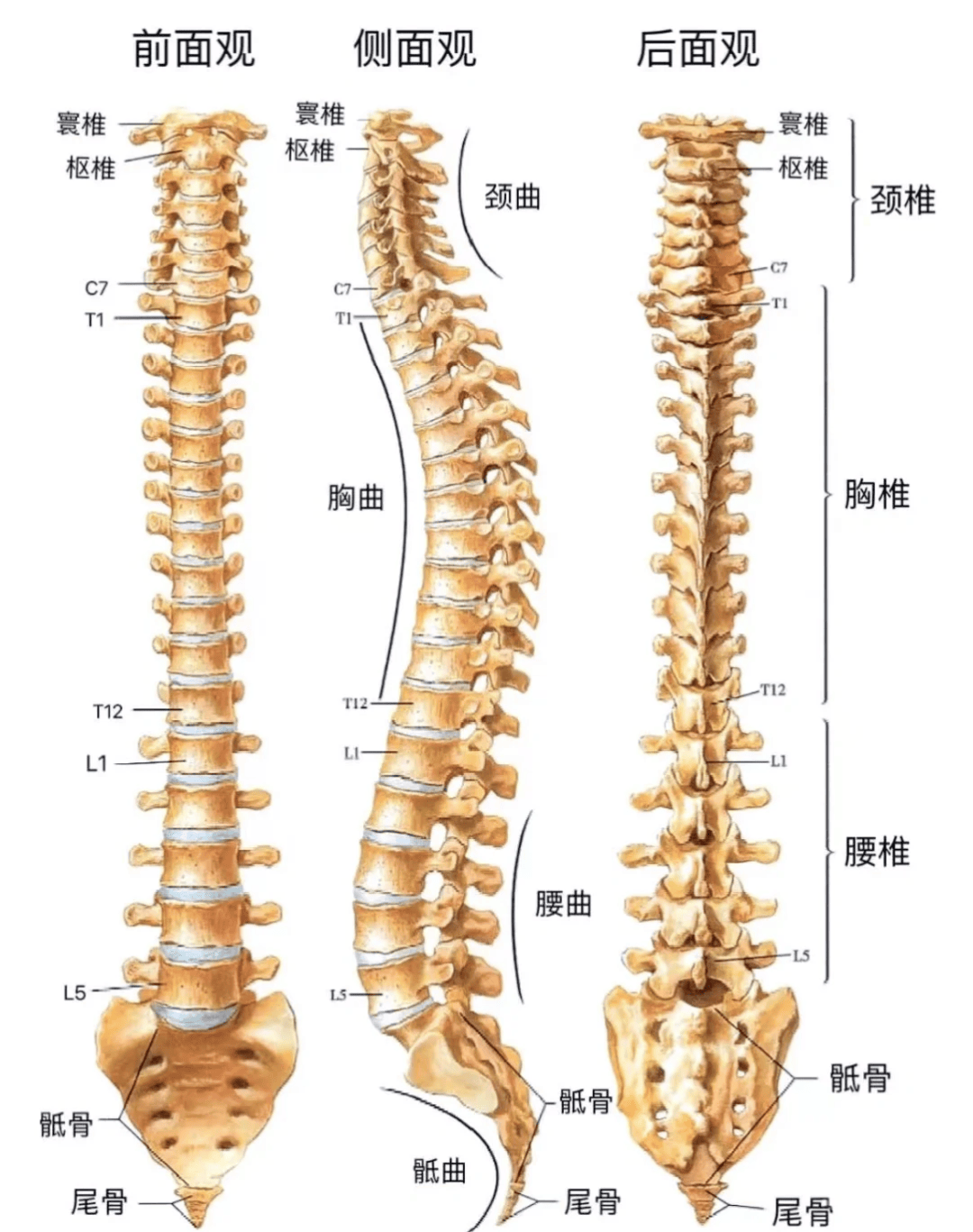 这几个姿势,很伤脊柱,你可能每天都在做