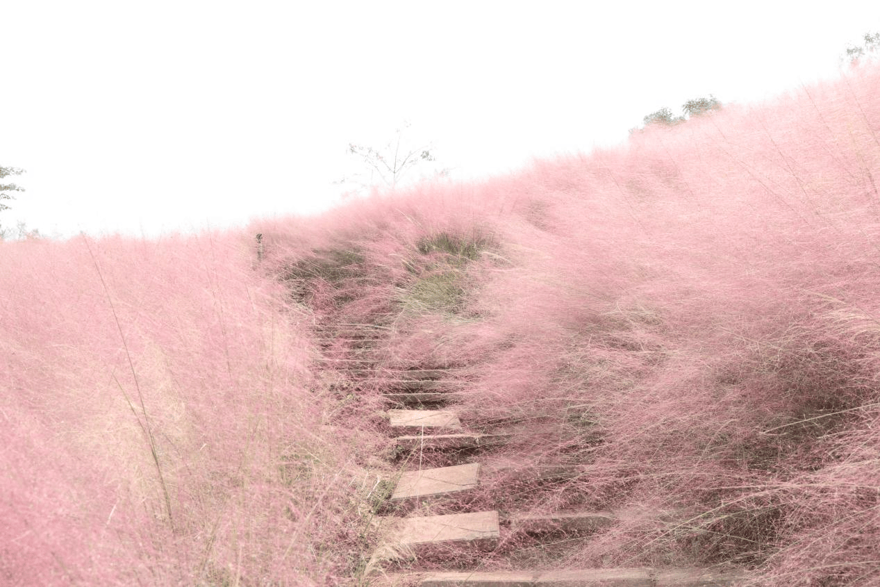 宜宾翠屏:让颜值变“产值” 美景变“钱景” 宜宾翠屏:让颜值变“产值” 美景变“钱景”