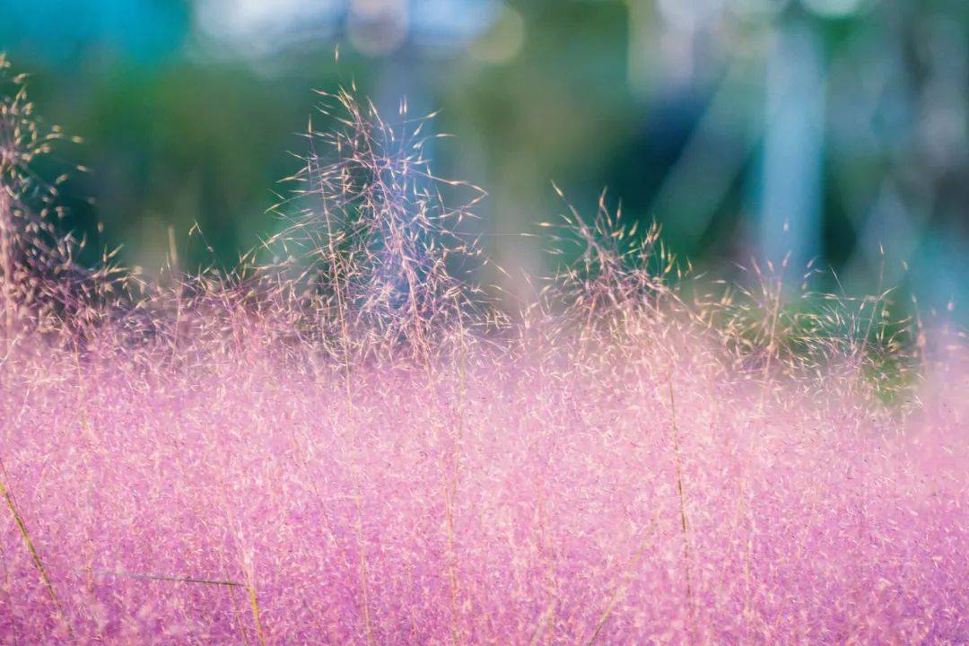 景色正美！成都秋季5大赏花景点推荐！粉黛乱子/百合花/菊花……