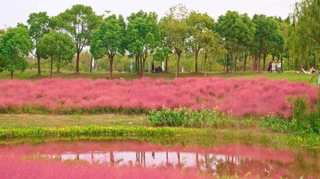 上海秋天爆火的粉色花海！阿勒泰般的美景免费打卡→