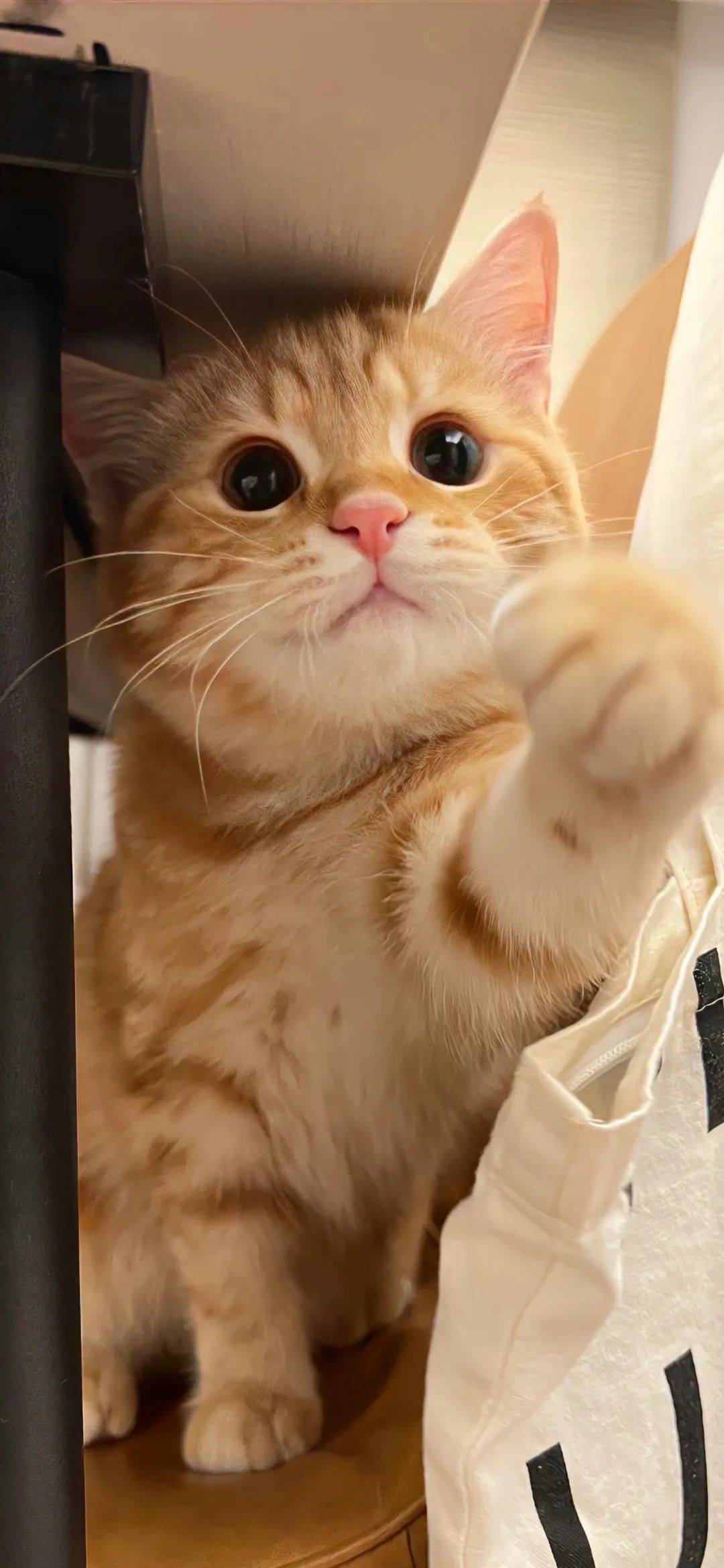 可爱少女心壁纸