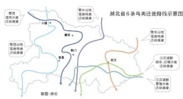 湖北6条路线保护百万候鸟越冬_鸟类_通道_我国