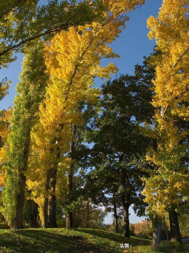 图片[19]-旅游签通过率85%申根国！比浙江小！还是0热度“世界咖啡之都”！ -华闻时空