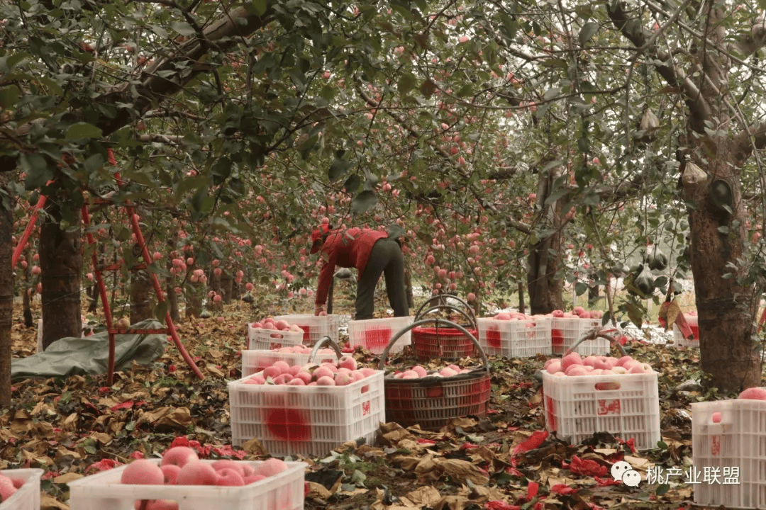 蟒山苹果采摘园图片