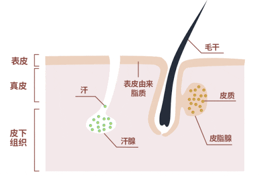 皮脂腺分泌旺盛 来自搜狐网
