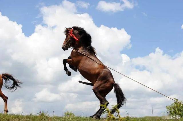 公马奋力求爱不成,结果遭母马一记狠踹,公马当场倒地去世