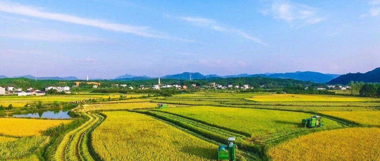 全球供需宽松格局下,国内中晚籼稻走向何方?_大米_收购_进度