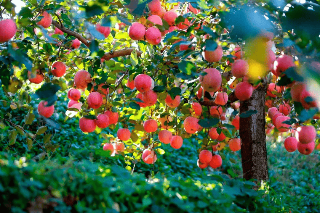 10月23日,霜降,满城区西部山区刘家台乡龙居村,漫山遍野的苹果树层