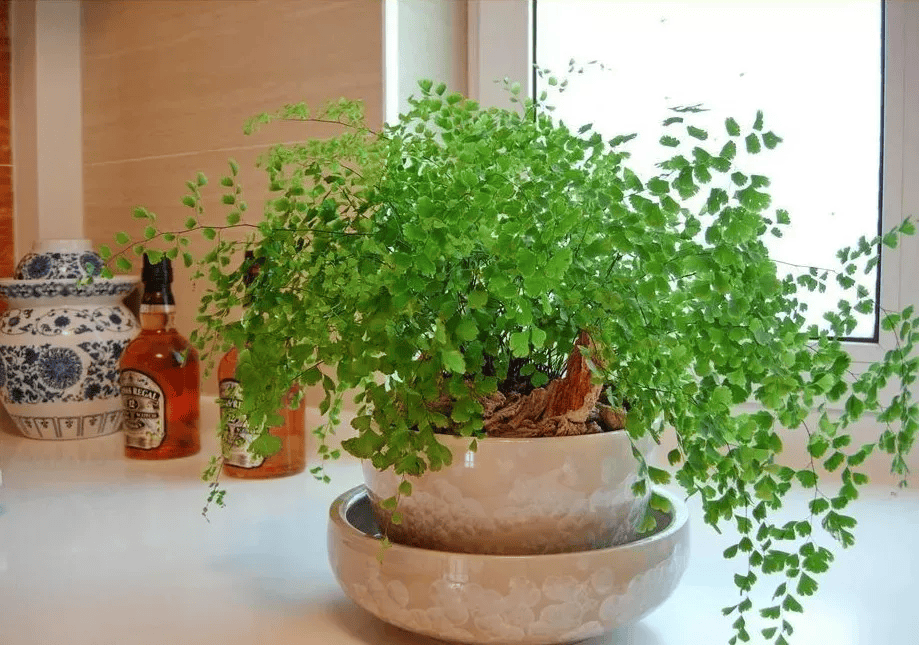 【甲醛克星】20种·能吸甲醛油烟的植物清单,家家必养!