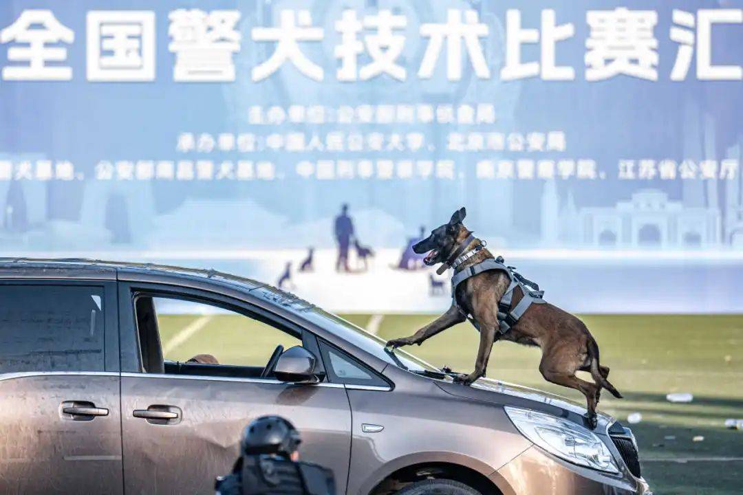 重磅!第六届全国警犬技术比赛汇报演练精彩瞬间