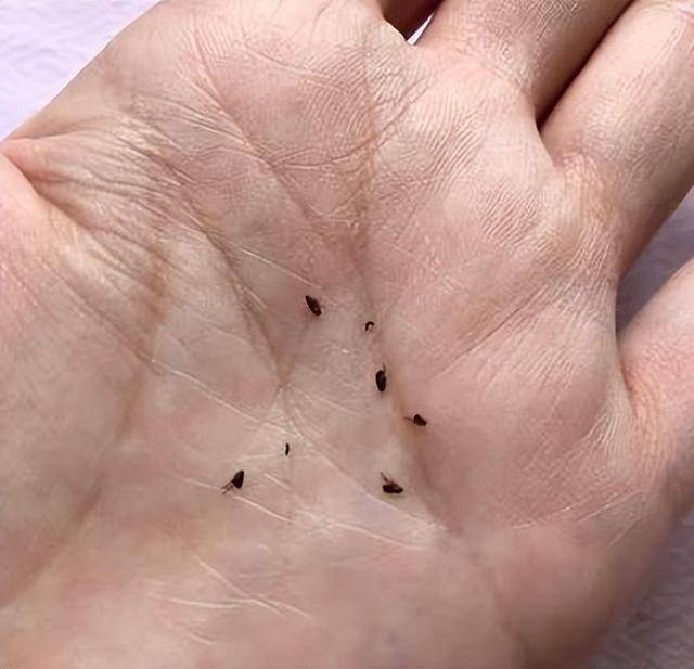 以前农村跳蚤很多,现在却几乎绝迹了,是洗衣粉普及造成的吗?