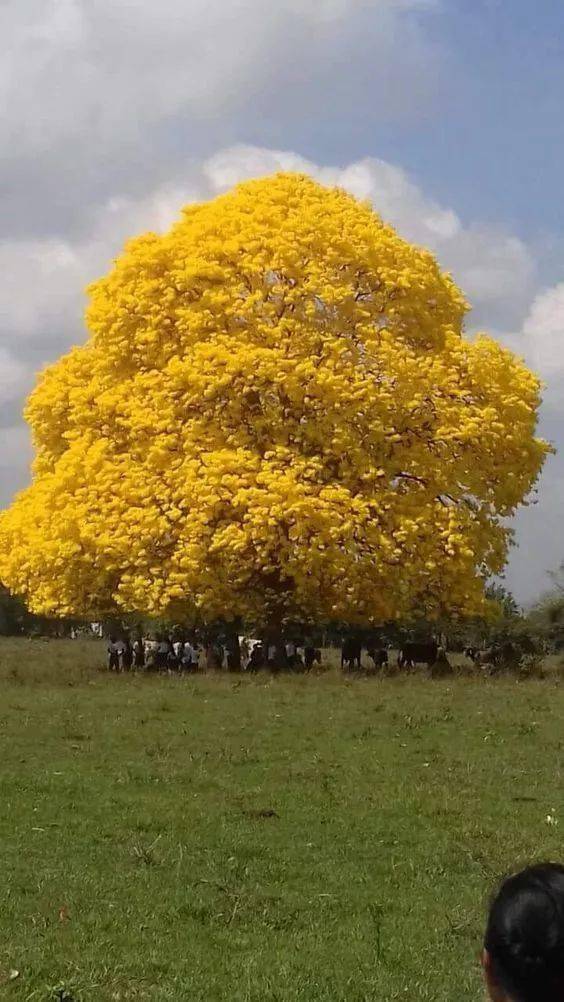 名花名树图片大全图片