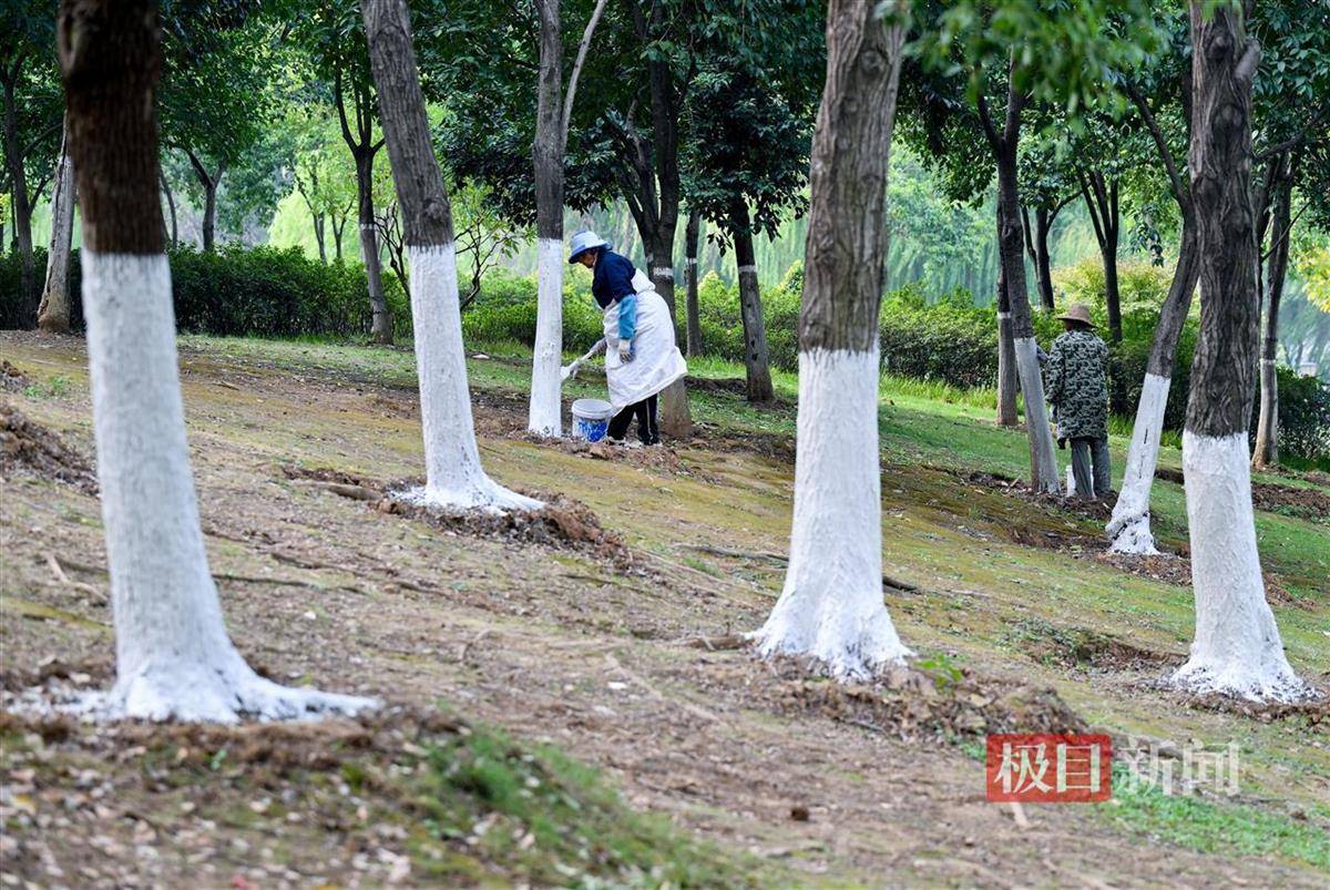 树木刷白 来自搜狐网