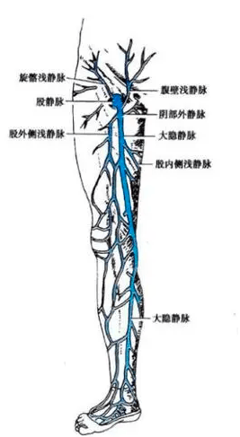 左筋线在哪个位置图片图片