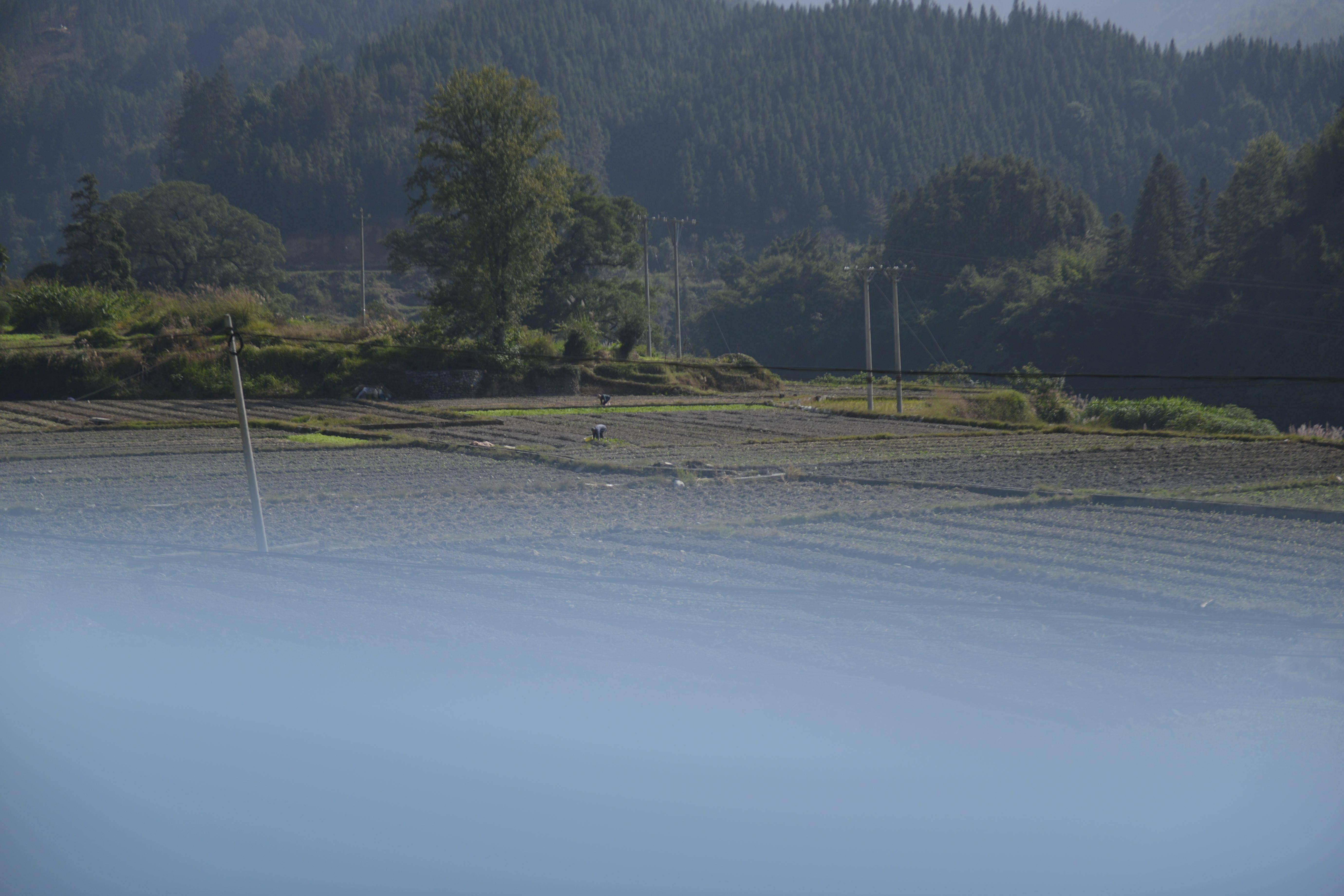 榕江:秋冬种正当时_种植_胡桅_寨蒿镇