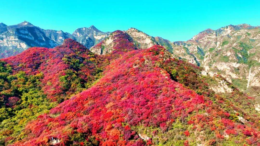 黄栌的叶子长什么样