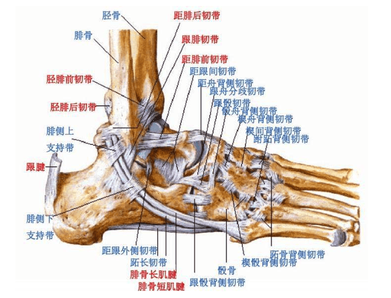 脚踝韧带的位置图图片