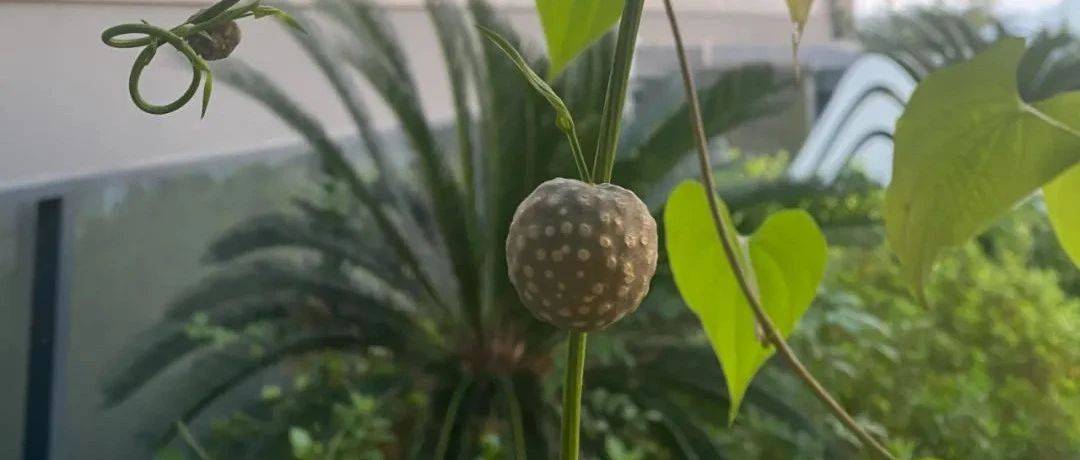【院内有草,每周一方】 黄独_中药_植物_民间