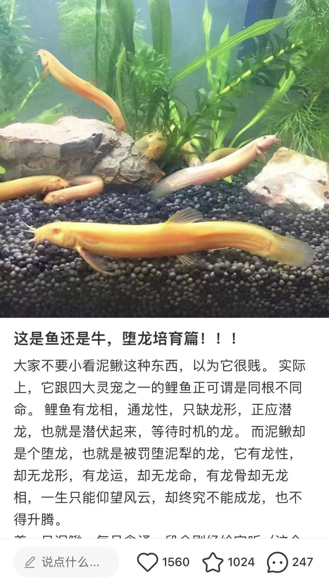 截图_泥鳅_生姜