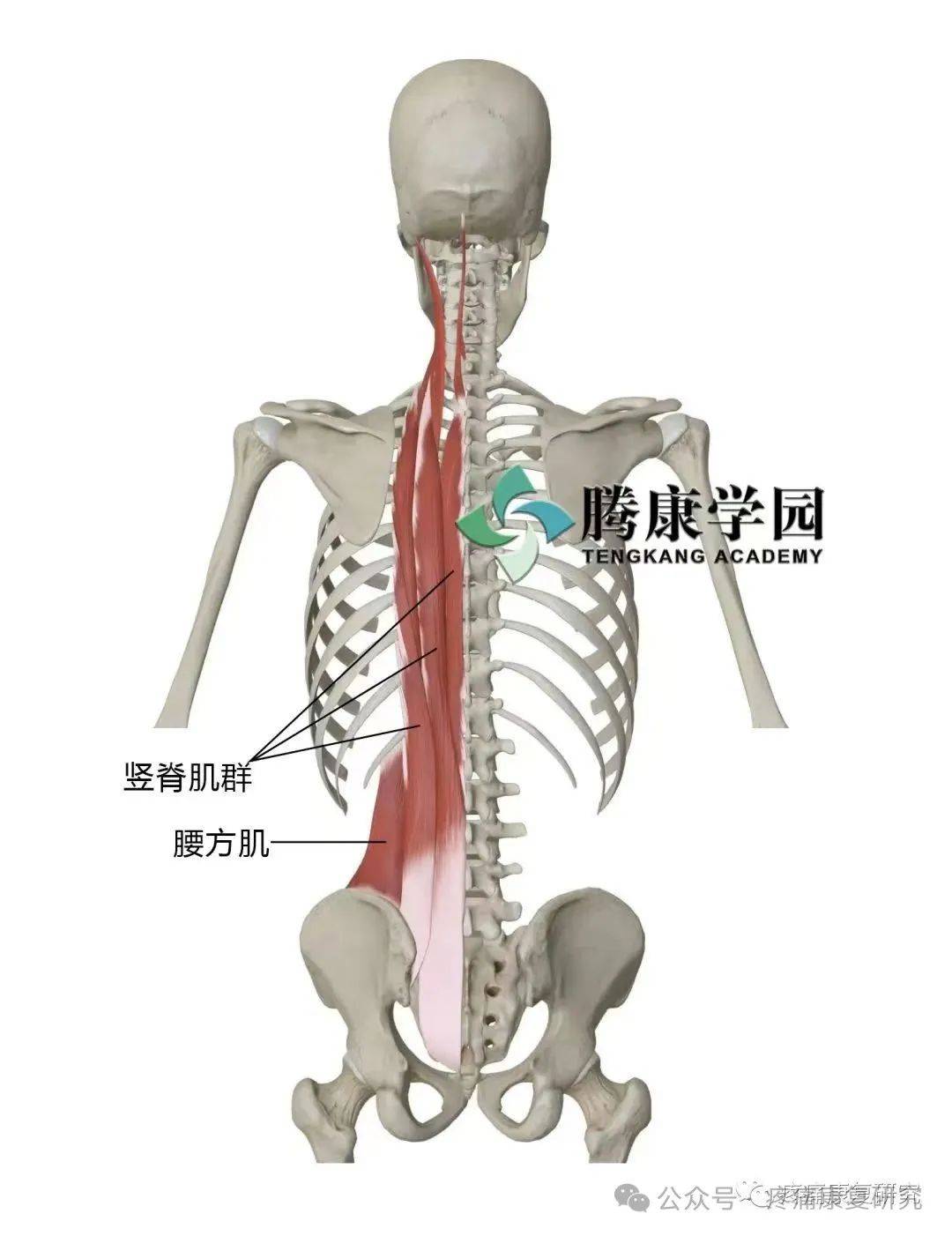 它的内侧为竖脊肌