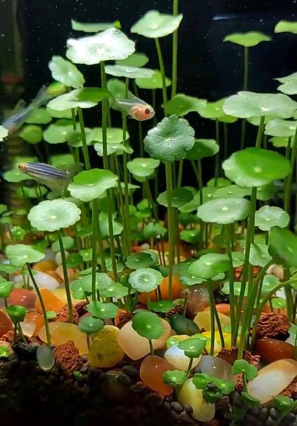 四川一27岁太太,因在"鱼缸养铜钱草"走红,网友直呼"好治愈"