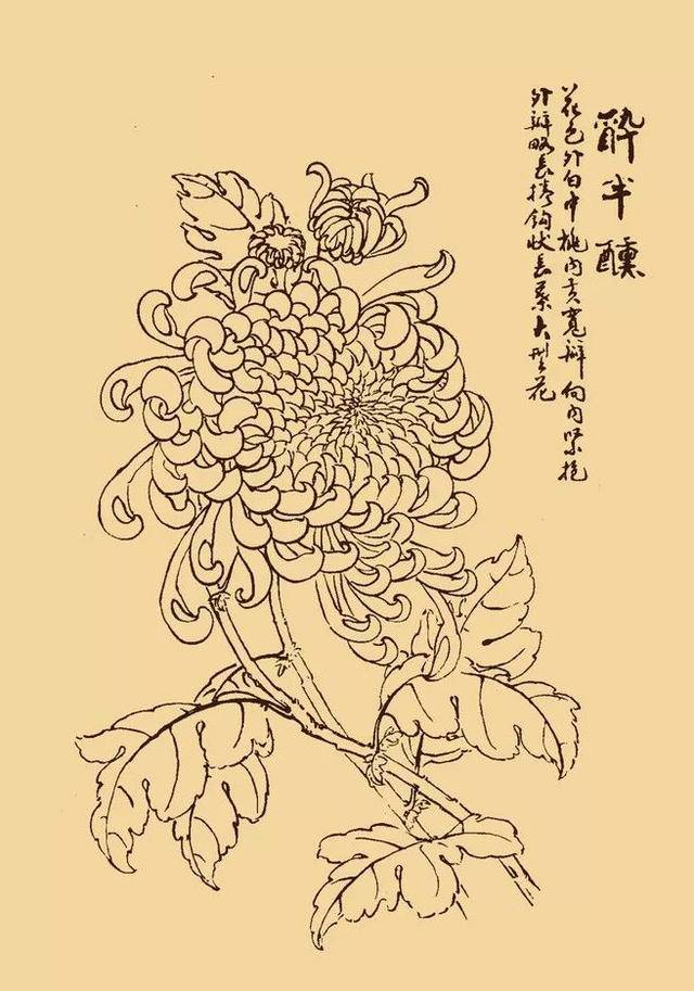 杭白菊画法图片