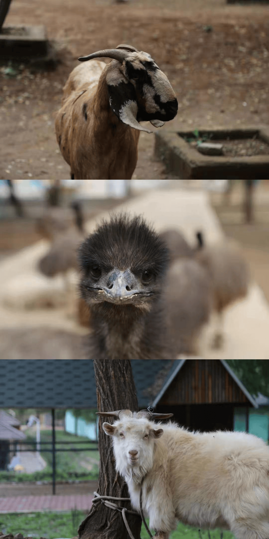 辽阳龙鼎山动物园双11福利再次降临!