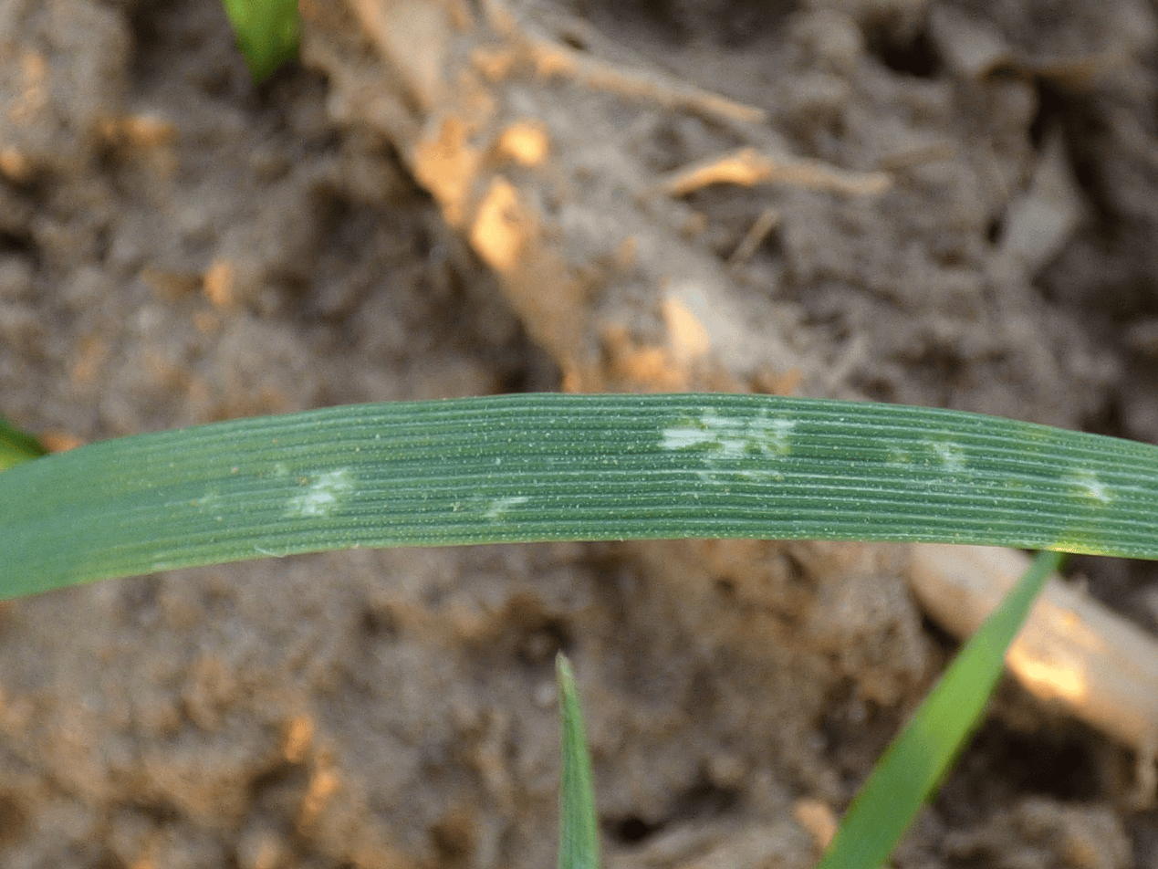 三农科普|冬小麦田惊现条赤须盲蝽,会形成为害吗?听专家来解惑