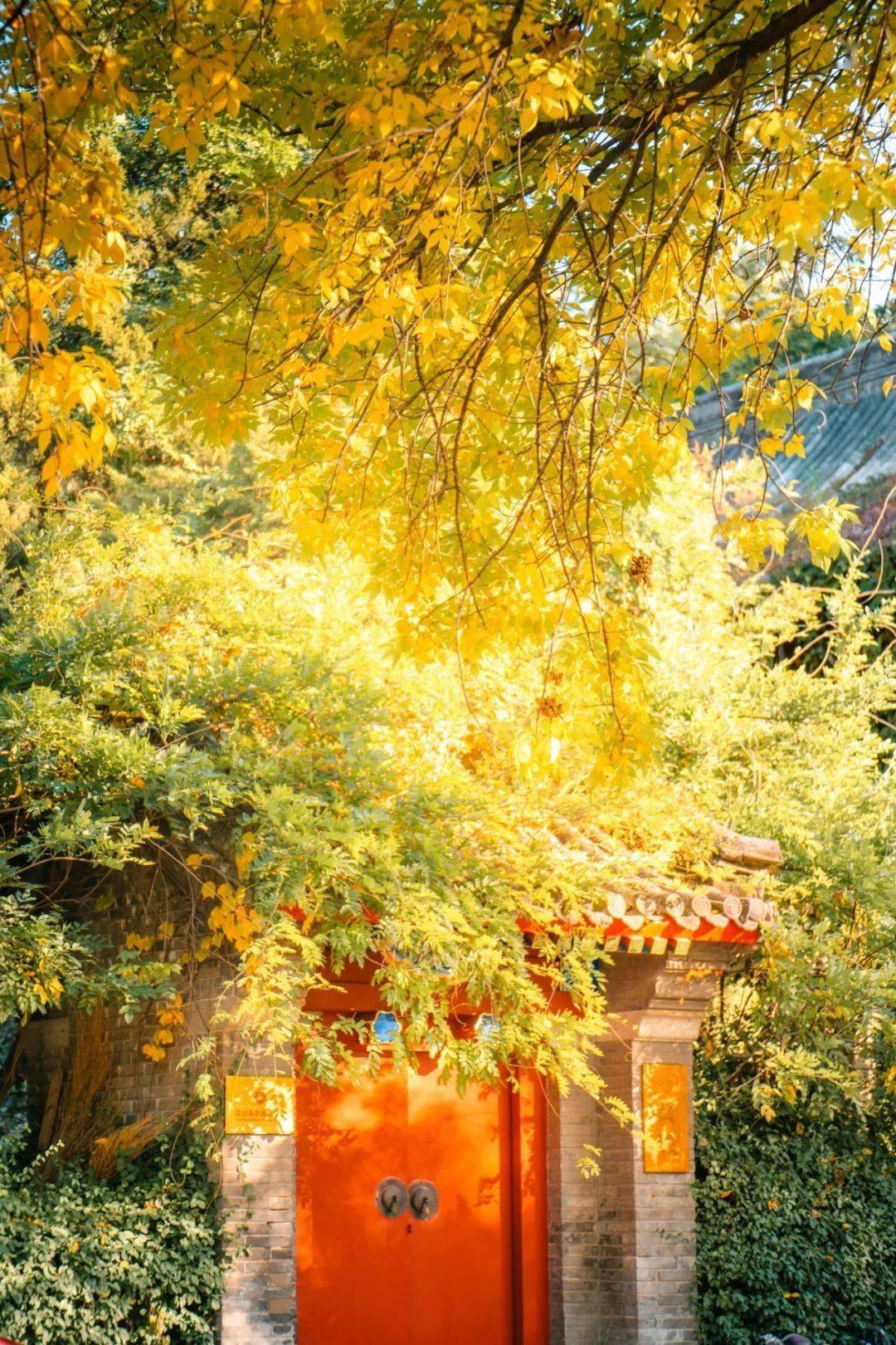 一眼爱上,北大最美秋天!