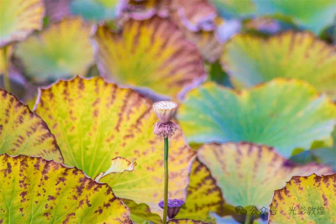 给人们带来美丽风景和愉悦心情的荷花褪去艳装,慢慢进入休眠期.