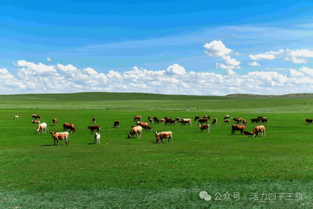 歌游内蒙古|四子王旗:草原深处"精灵"美
