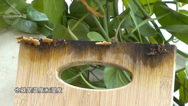 “可以蒸蛋”!昆明一女子家中搓衣板上长菌,品种竟是…… “可以蒸蛋”!昆明一女子家中搓衣板上长菌,品种竟是……