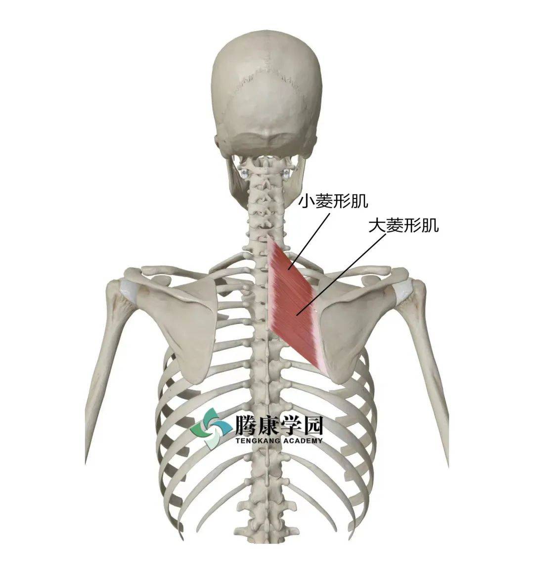 肩胛提肌扳机点图片