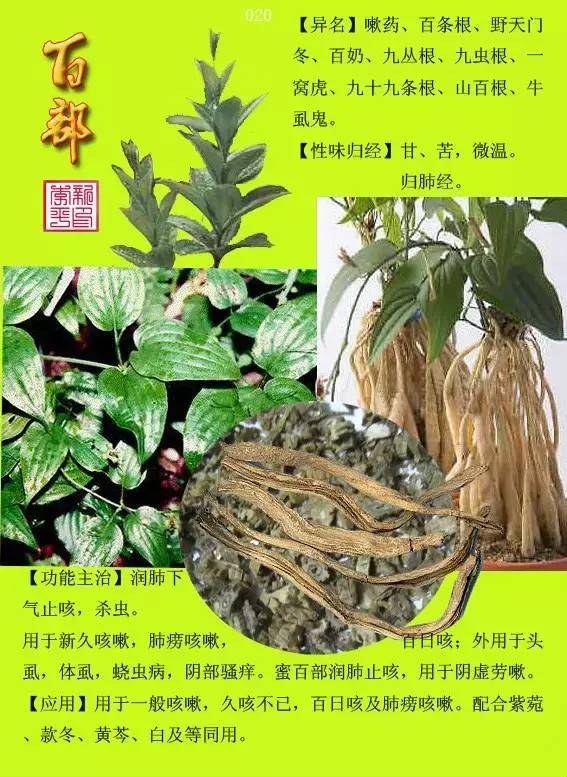 生草药图片大全作用图片