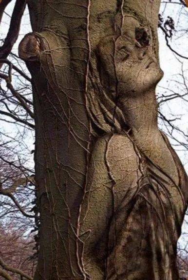 这么古怪的树,请问谁见过?这回开眼界了