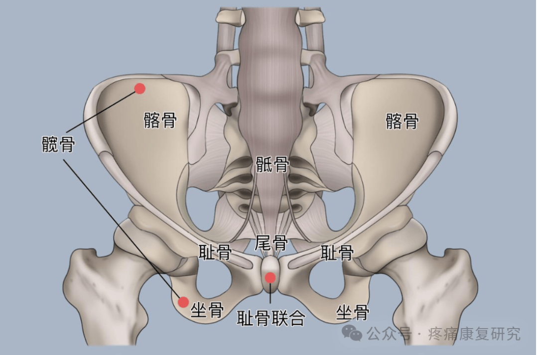 身体有恙,胯骨先觉!总是"髋关节疼痛",可能是这 4 种疾病在求救