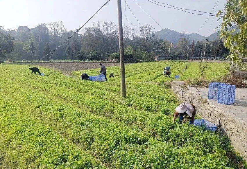 宝甸乡：中草药种植打造致富金“药”匙必赢app(图3)