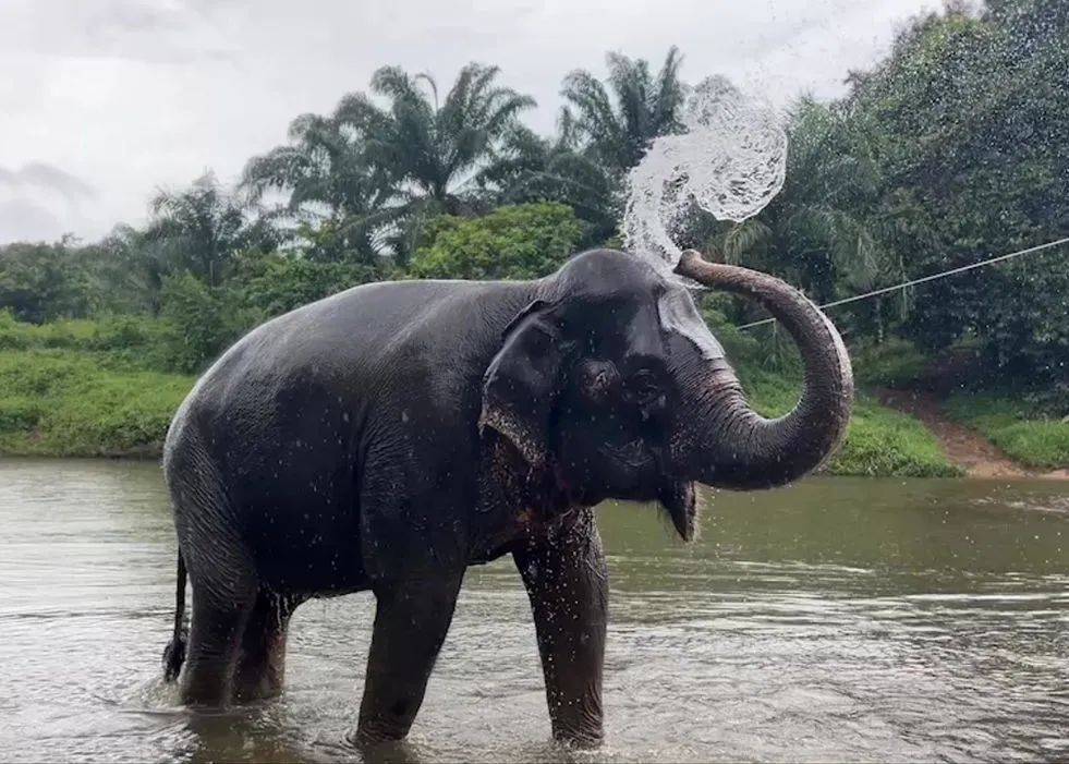 聪明的大象学会了用水管洗澡,然而,它遇到了一头调皮的同伴