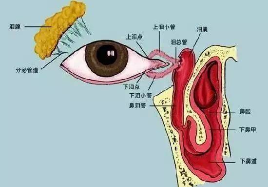 我竟无言以对…_泪道_销售学_眼镜