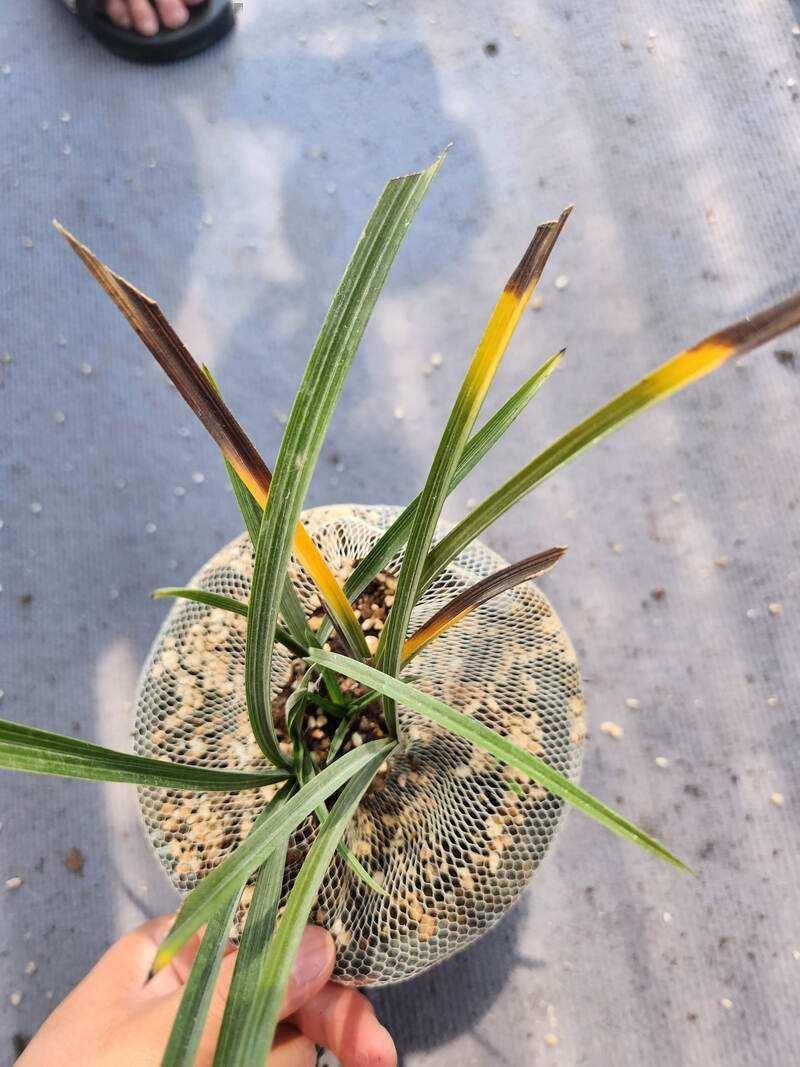 9款公认难养的花,新手养花"黑名单",白送都别要