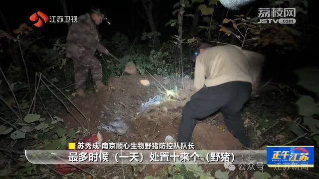 300斤大野猪被迅速捕猎!南京老山里有一队“野猪赏金猎人” 300斤大野猪被迅速捕猎!南京老山里有一队“野猪赏金猎人”