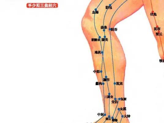 大腿根位置在哪里图片图片