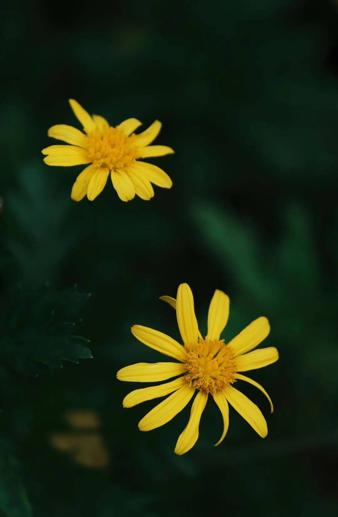 【摄影科普】二十三:微距花卉怎么拍更好看?