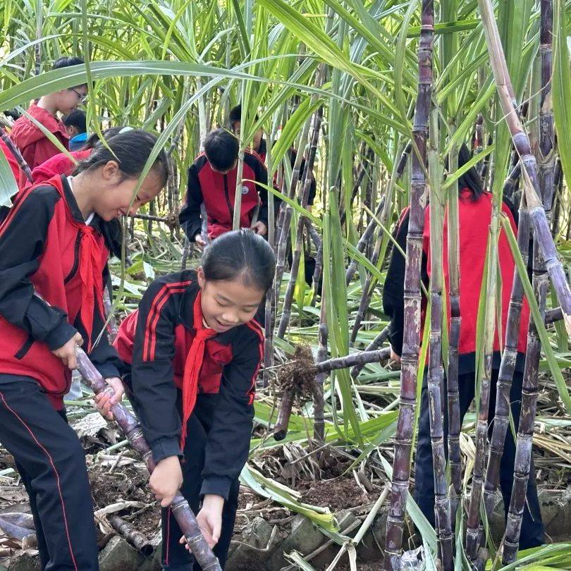 开化县华埠镇中心小学:解锁一根甘蔗的n种玩法