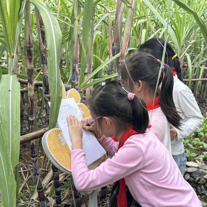 开化县华埠镇中心小学:解锁一根甘蔗的n种玩法