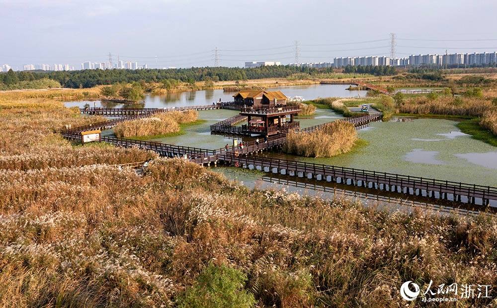 宁波前湾新区：芦苇摇曳 秋色如画果博平台(图6)